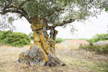 Fototapeta na wymiar Ancient olive tree.