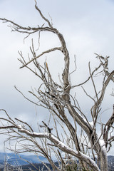 Snow Gums living on