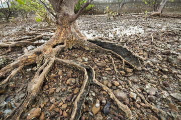 Roots of old mangrove tree on Cambodia seaside bank.