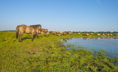 Feral horses in a field along a lake in the light of sunrise in spring