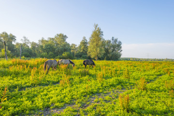 Feral horses in a field in the light of sunrise in spring
