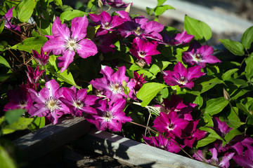 Landscape design. Beautiful  flowers