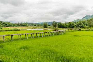 Naklejka premium the bridge from bamboo.way to rice.green farm.good ozone between hill.