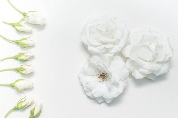 Plakat White Rose