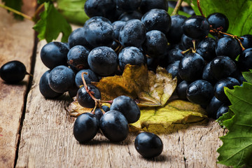 Blue wine grapes with vine and green leaves, rustic still life, vintage wooden background, selective focus