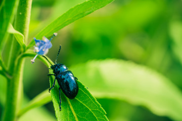 Naklejka premium Beetle