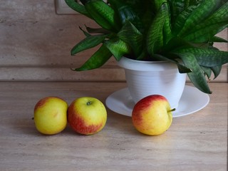 Yellow apples are on the kitchen table near the flower in the pot.