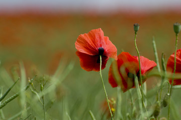 Mohn