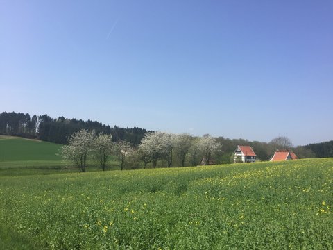 Bauernhof in Lienen zur Rapsblüte