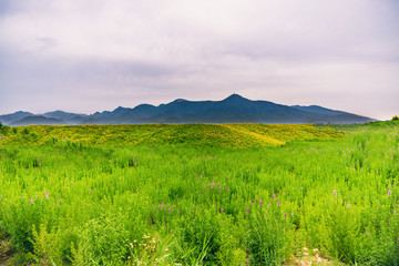 Fototapeta premium A green hillside