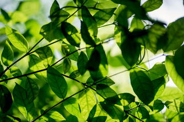 Fototapeta na wymiar abstract, Green leaf bokeh nature dark green background.