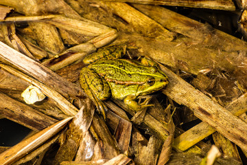 common water frog in a pond
