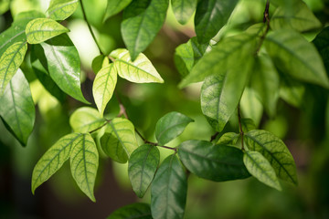 abstract, Green leaf bokeh nature dark green background.