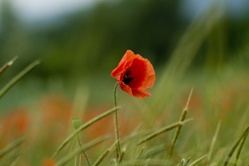 Mohn