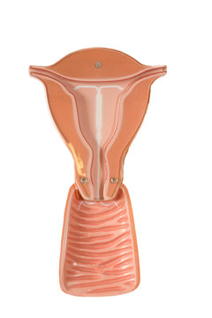 Model of a uterus