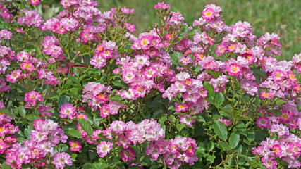 Rosa Buschrosen, Strauchrosen