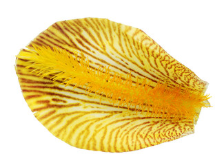 One petal of a yellow royal iris flower