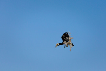 Hornbill feeding on Pangkor island
