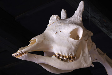 giraffe skull