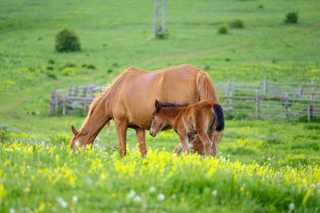 Naklejka na ściany i meble A horse and a foal graze in a meadow 2