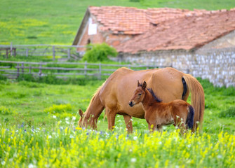A horse and a foal graze in a meadow 3