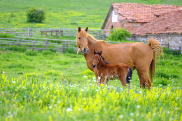 Fototapeta premium A horse looks at a foal in a meadow 1