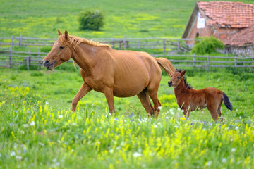 Naklejka na ściany i meble Horse and foal grazing in a meadow 7