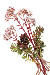 Flowering pink plant succulent - the beginning of vegetation and maturation