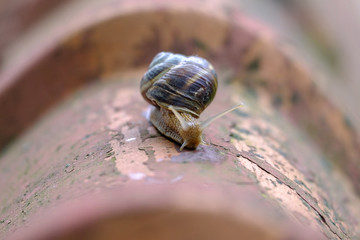 The snail crawls along the shingles close-up 3