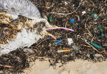 Tote Möewe an einem Trinkhalm verendet - Dead gull choking on a drinking straw