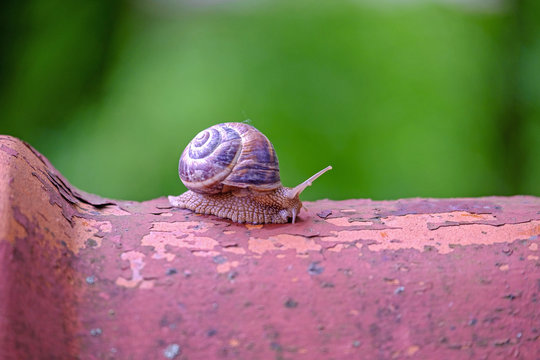 The snail crawls along the shingles close-up 1
