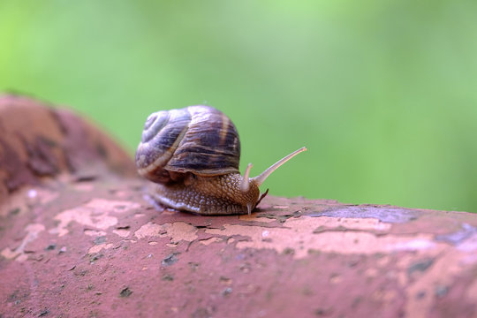 The snail crawls along the shingles close-up 2