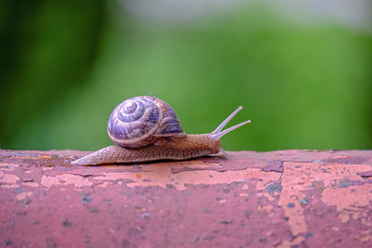 The snail crawls along the shingles close-up 5