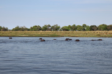 Hippo Family