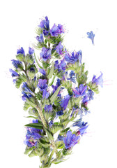 Fototapeta premium This prickly blue flower grows on dry forest glades and meadows