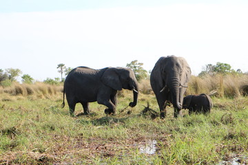 Elephant young family