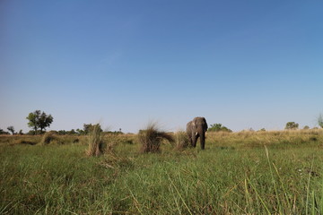 Fototapeta premium The Lonely Elephant Bull