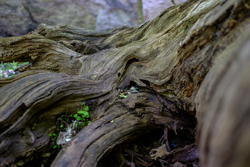Texture of old tree roots