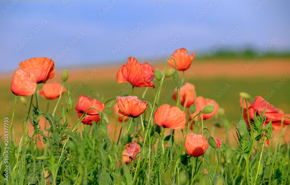 Wall mural Blossoming poppies on the field 2