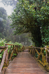 Walking Path in Rain Forest at Doi Inthanon nationalpark, Chiang Mai, Thailand