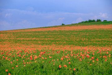 Endless poppy fields 2