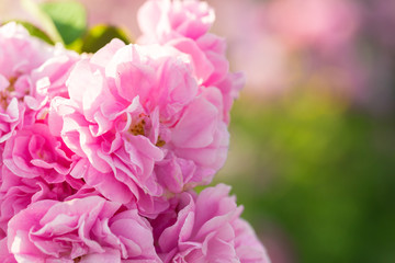 pink rose bush closeup on field background