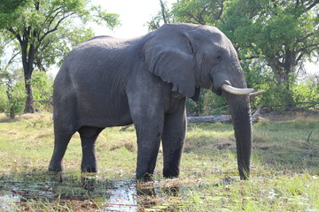 Fototapeta premium Elephant Posing