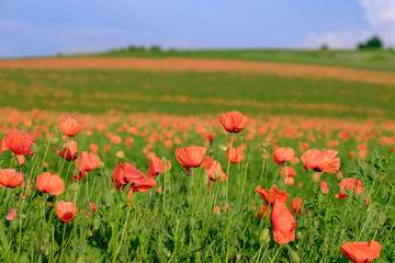 Huge poppy field in the countryside 1