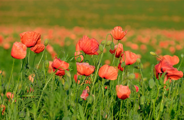 Fototapeta na wymiar Huge poppy field in the countryside 2
