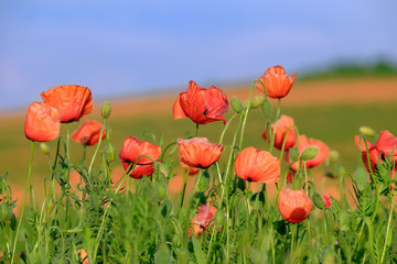 Blossoming poppies on the field 1