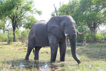 Elephant great animal