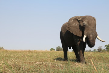 Obraz na płótnie Canvas Elephant Eating Restfully