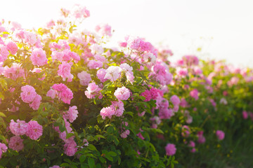 Obraz na płótnie Canvas pink rose bush closeup on field background