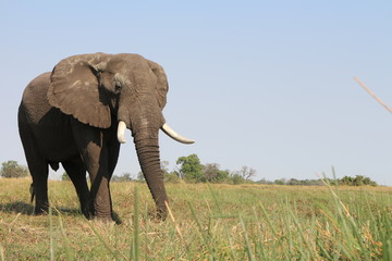 Fototapeta na wymiar Elephant Scenery Shot